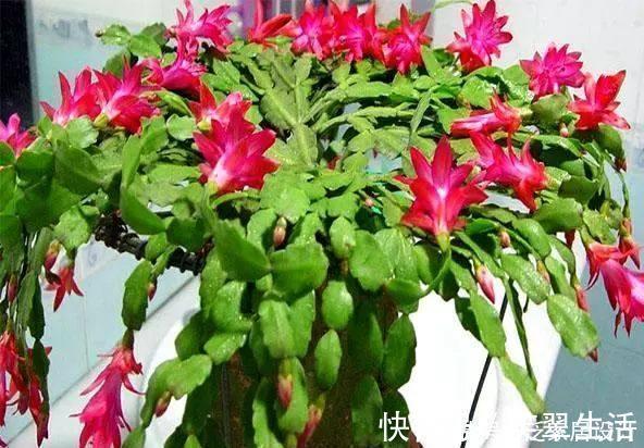 花蕾|蟹爪兰这么浇水，不仅不死，反而长的更好了