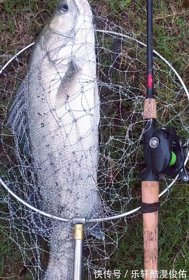 江苏盐城出现天然“鲈鱼黑坑”,最大的二三十斤,网友适当索取