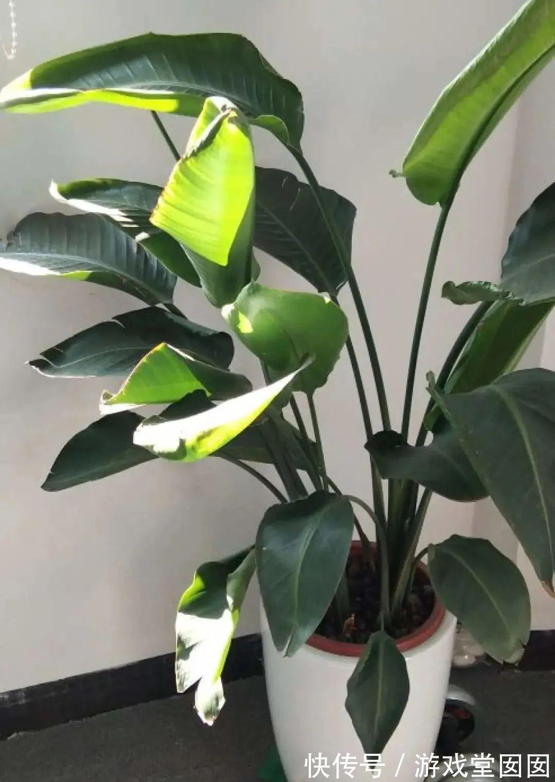 给花喷点它，叶片油绿茂密，花苞嘟噜噜冒出来