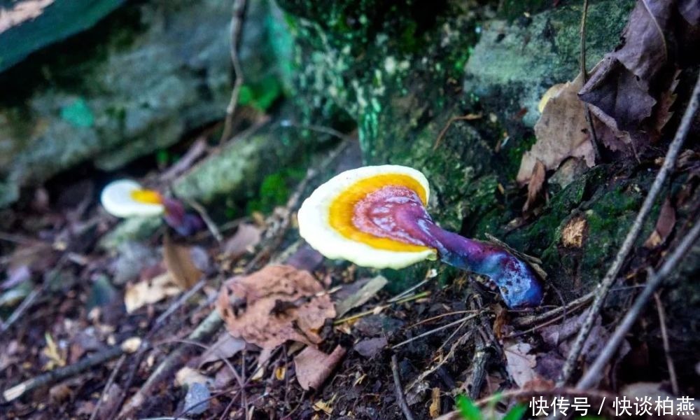 养在深闺的风景文化名山——菖蒲天云山