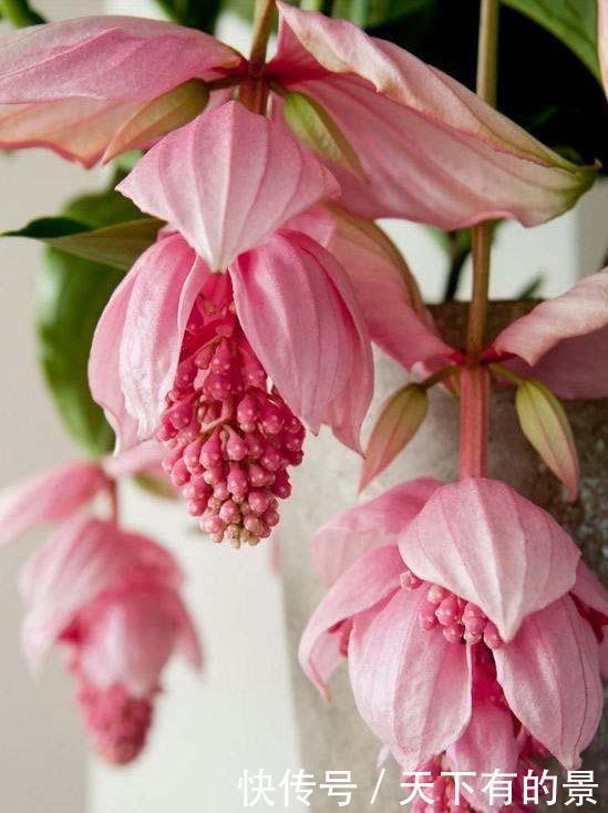 几款养在家里 全年开花不停 花香四溢飘满屋 美爆了 粉紫色 几款养在家里 全年开花不停 花香四溢飘满屋 美爆了 粉紫色