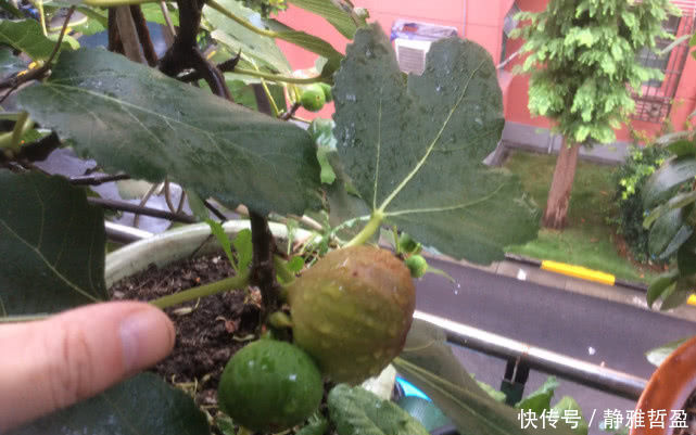 最好养的盆栽水果,集观赏、食用于一身,养好了年年开花结果