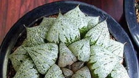 浇灌|这多肉是“迷你萌”,个头矮小长不高,叶片很“闪”,简单易成活