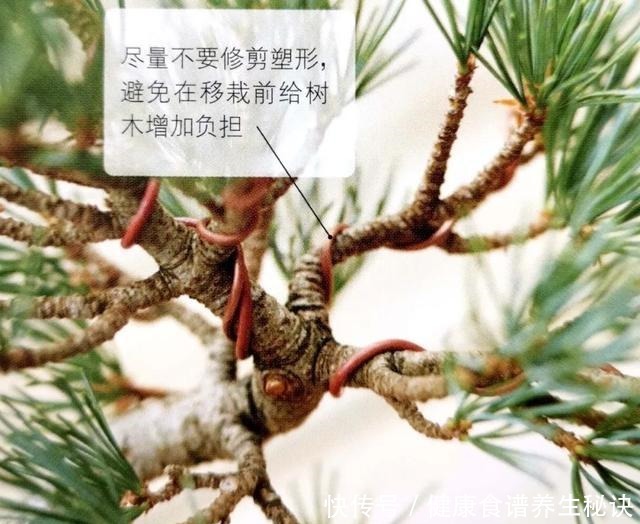 “岩石与树枝”一步步完美契合,叹服附石盆景的魅力无人能挡!