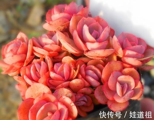 这些多肉养起来真麻烦,不勤修剪易徒长,新手要慎养!