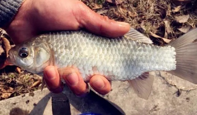 冬钓打窝妙法,注意这三个细节,新手都能轻松爆护