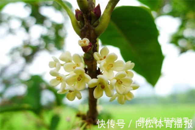 仙花@明丽清新桂花绝句六首:桂不多花细细风,晚秋风物早春诗