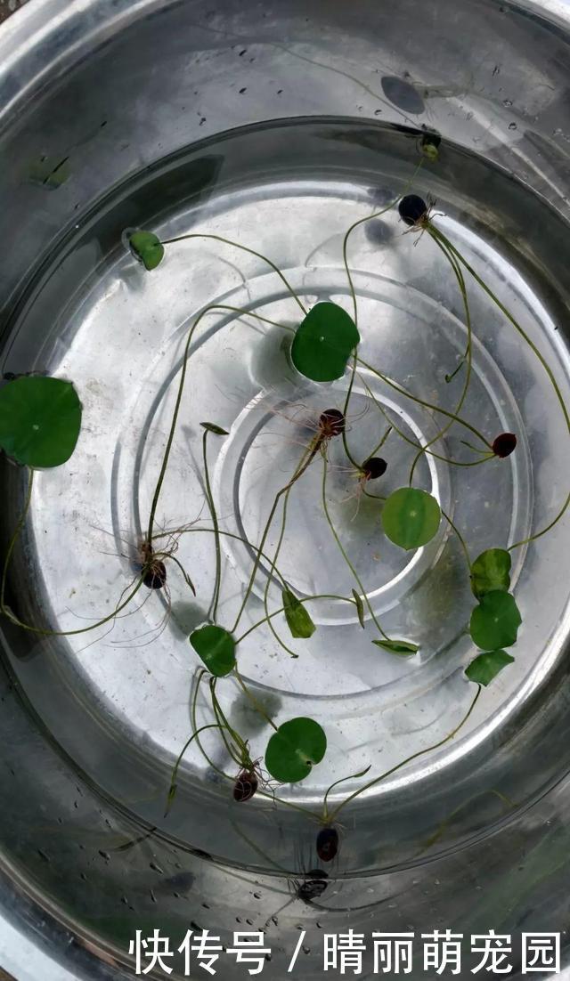 她在水缸里种荷花,开花比脸还大,满缸都是藕!