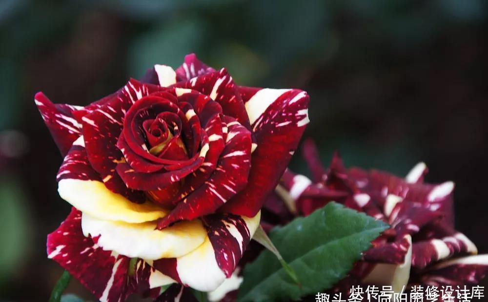 月季花苞小,开花少改善这“3点”,开花翻倍,花瓣又大又艳