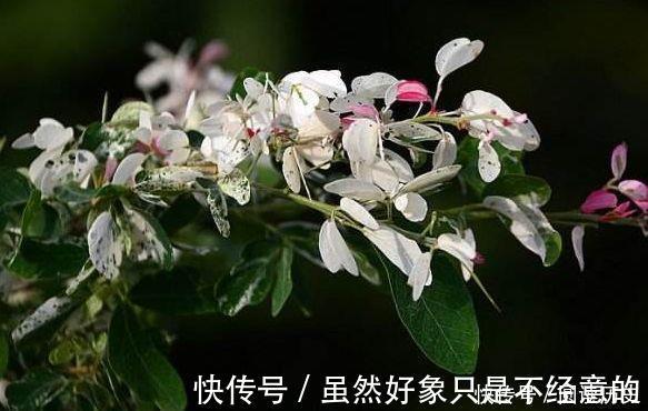适合新手养的4种花，养护容易，价格低廉，香气浓郁