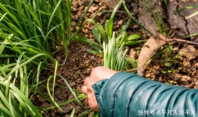  要想韭菜吃不完，掌握两个小妙招，一个星期后又是一茬