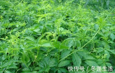 天敌|高血压的“天敌”找到了,用它泡水来喝,帮你稳住血压不再高