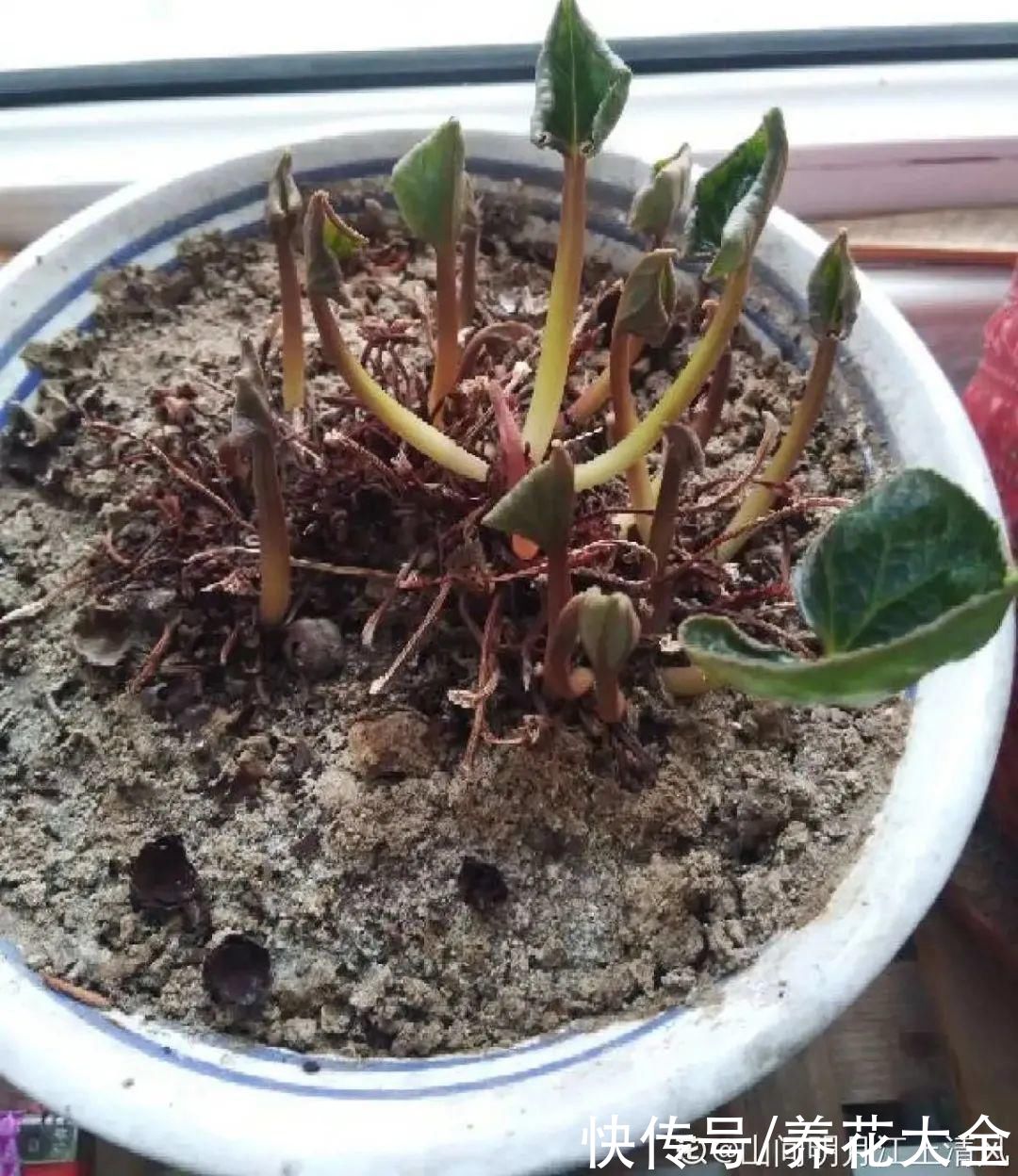 天热了，8种花要休眠，要少浇水