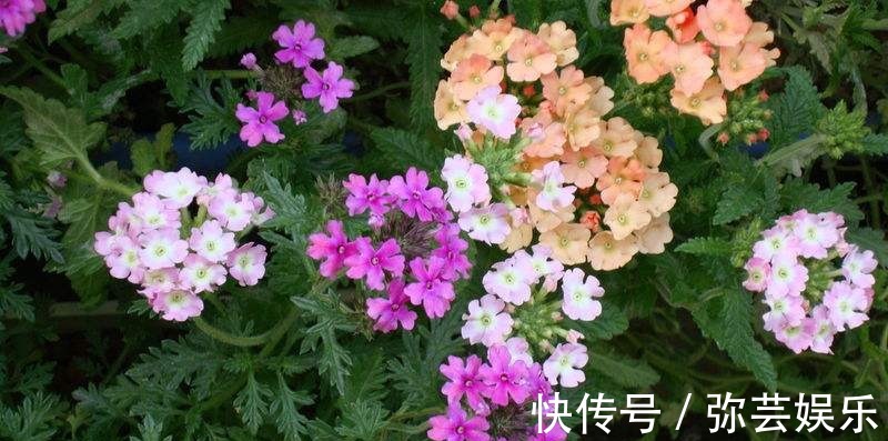 植物|这花怪不得被称为“美女”，又香又俊开出多彩花，迷倒人！