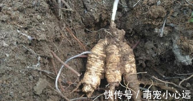 家乡|此为“山海螺”,若长在你家乡,请少挖些,答应我,因为太珍贵了