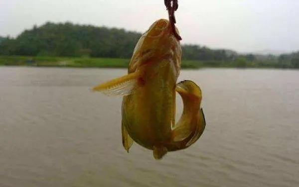 常用5招“对付”黄颡鱼，简单又好用，鱼一条接一条上钩！