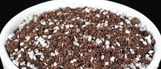 妖教|养花必修课,蓝妖教你认识最前沿的种植基质