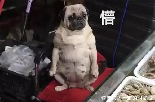 老板|菜场买海鲜时,却被“老板”给吸引了,狗我是被迫营业的