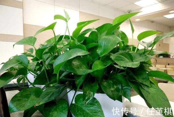 发酵|家家都有的“小东西”,长叶特别棒,只需半年埋一次,不用再施肥