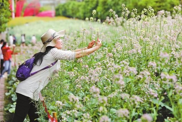 深圳原来就是一个“花花的世界”，你还不出门赏花就out了|深晚荐读 |深圳原来就是一个“花花的世界”，你还不出门赏花就out了\＂,\＂i12\＂:\＂深晚荐读