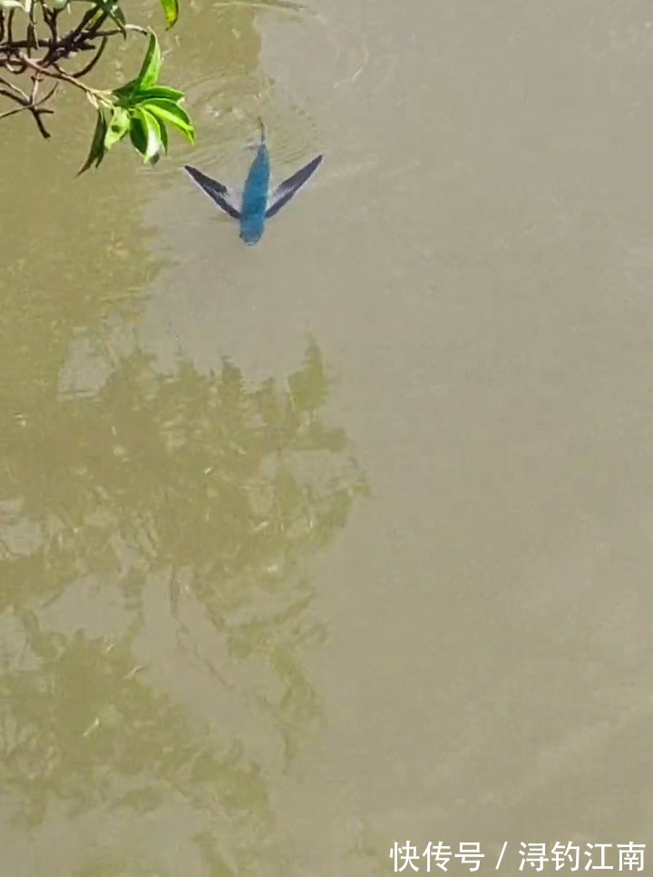 你见过有翅膀的鱼吗?广州男子河湾钓鱼,水面忽然游来一条怪鱼,把他吓坏了