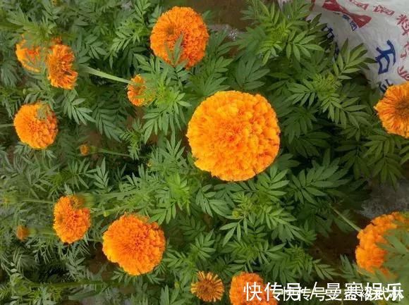 蚊香|5种花蚊子“不喜欢”，好看还好养，是天然蚊香，值得多养几盆