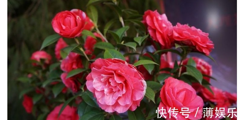 栀子花|养花一瓶醋,壮根促生长、花多色艳,还能杀虫子、治黄叶!