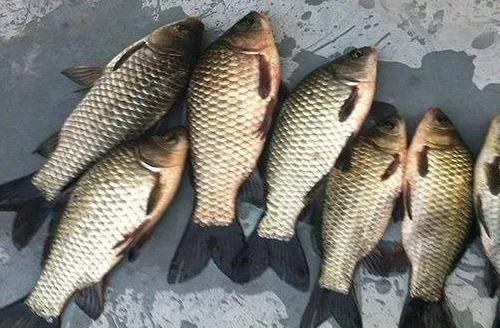 秋天户外钓鲫鱼,试试这些技巧,每次都是别人没口我连杆,莫不信