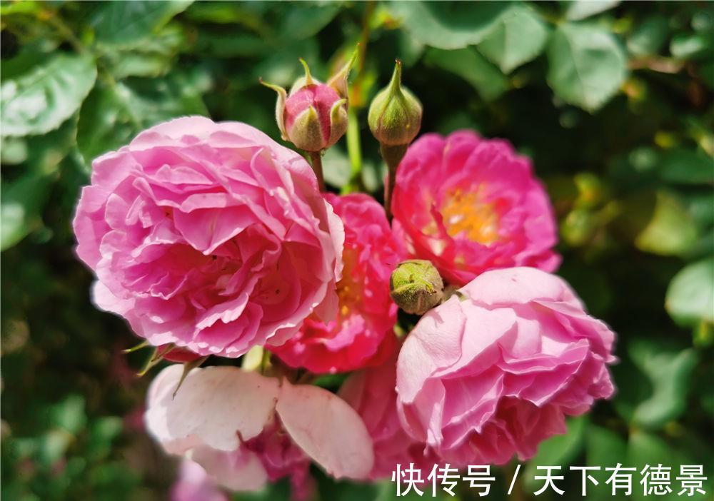 清新|养花试试这几款,温和清新的花卉,带着淡淡的花香,开花不断