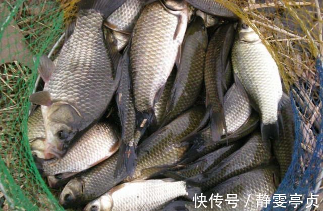 身体|买鱼时，碰到这4种鱼直接走，浪费钱还伤身体，鱼贩子自己都不吃