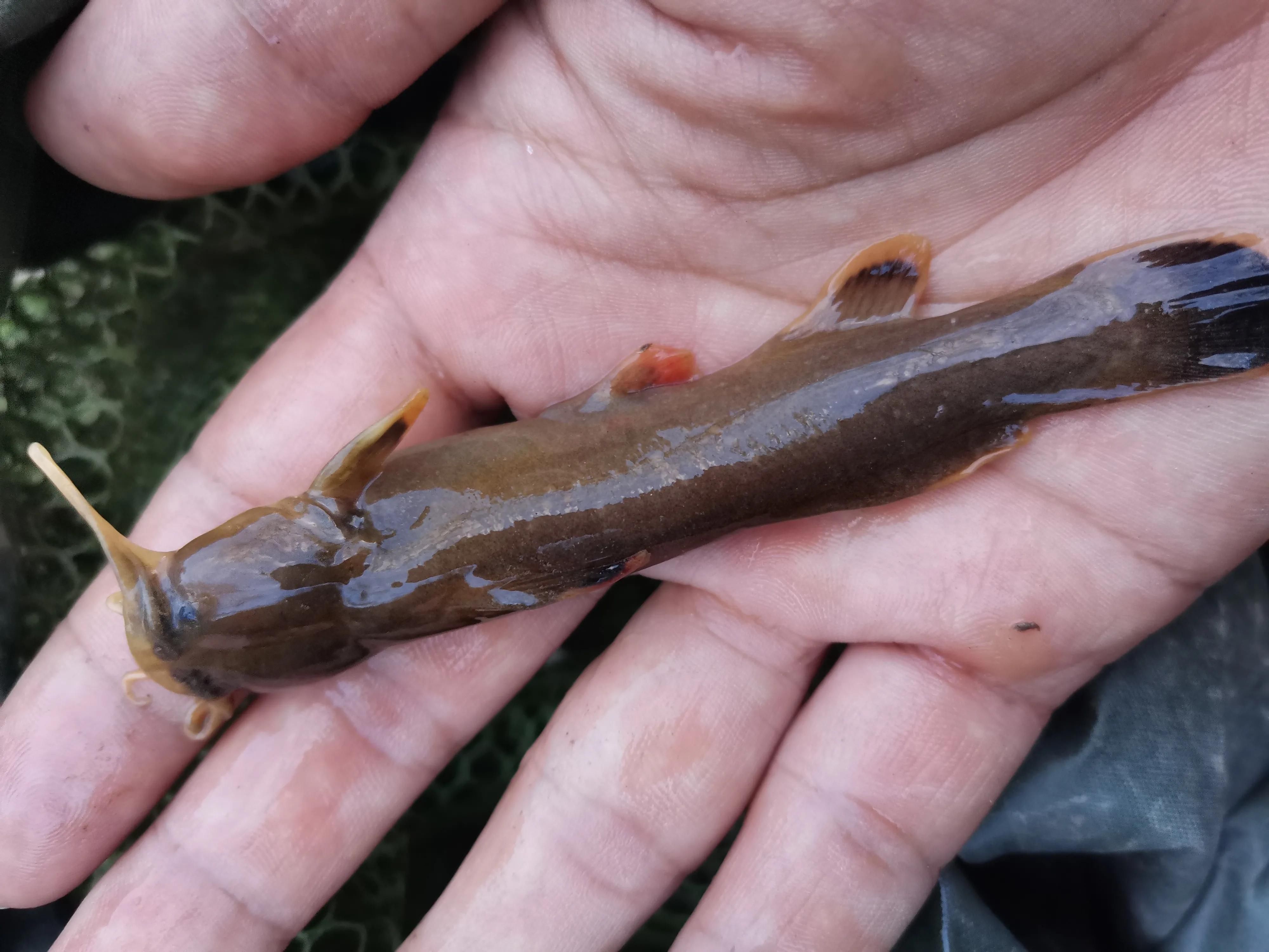 野河休闲野钓,这种鱼像黄辣丁但又不是,相信很多钓友都没见过