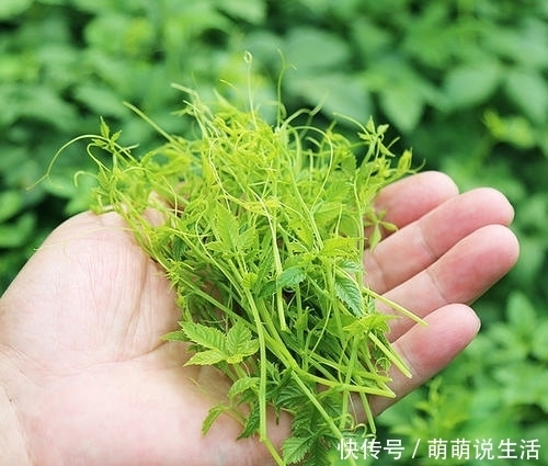 开荒|生长在路旁,曾是开荒的拦路虎,殊不知是“南方人参”,名贵药材