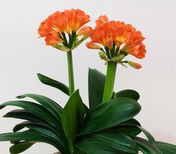 养君子兰,就用这“2种”肥料,根旺叶绿花量多、无夹箭