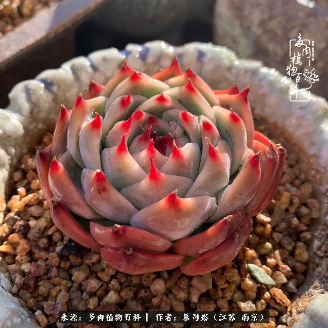 当多肉小白磕上吉娃娃!把自己都要美哭了!