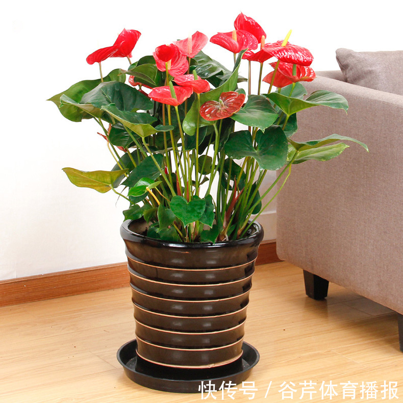 5种漂亮的花，适合养在家里，好养又吉祥，光照少一些也能长得好