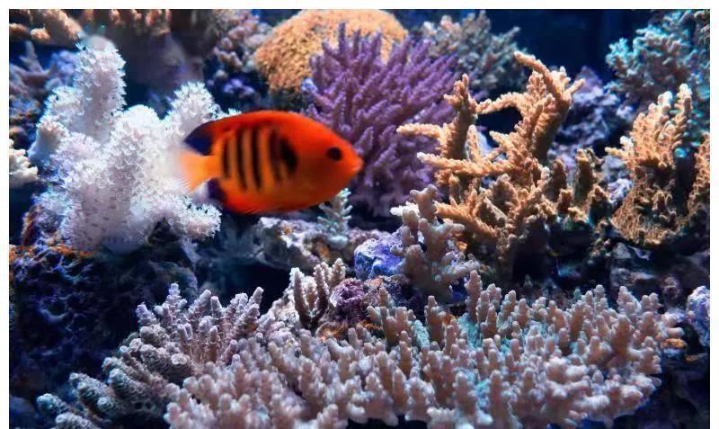 广州市消委会|“观赏鱼”50亿次播放，“孤独经济”让“95后”更爱养鱼？