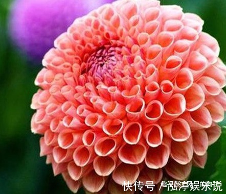 此花颜色多姿多彩,被墨西哥尊为国花,象征着慷慨无私的品质