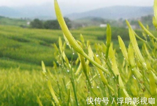 黄花椰菜|种植黄花菜,强身健体,掌握四点,种出健康营养的黄花菜来