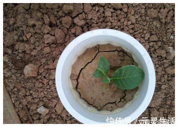 盆栽|从养花高手那儿偷学两个小方法,我彻底解决了盆栽土壤板结