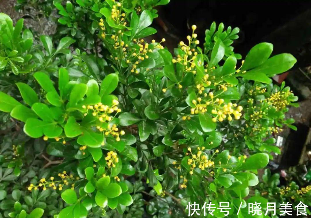 天冷别换盆，尤其这10种花，土一松就危险