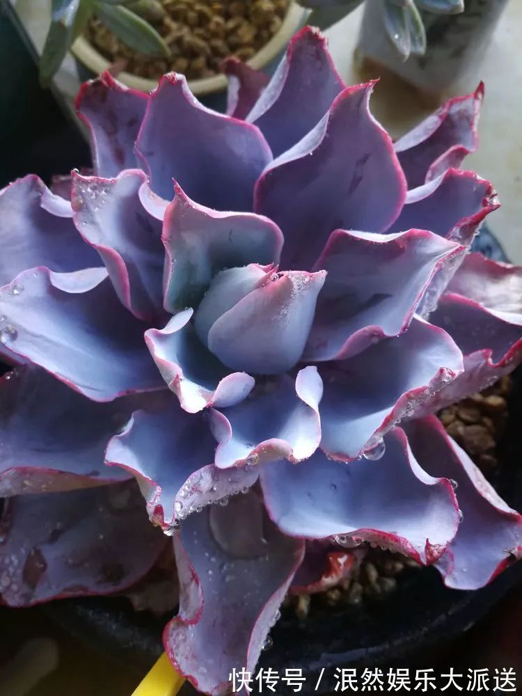 蚧壳虫|为肉痴狂!多肉植物也会用最美的容颜报答我们的勤劳付出!