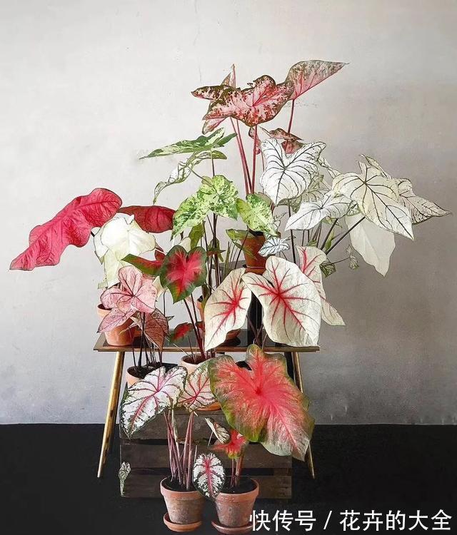 利于健康的“9种花”,株型雅致有格调,寓意“吉祥”有韵味