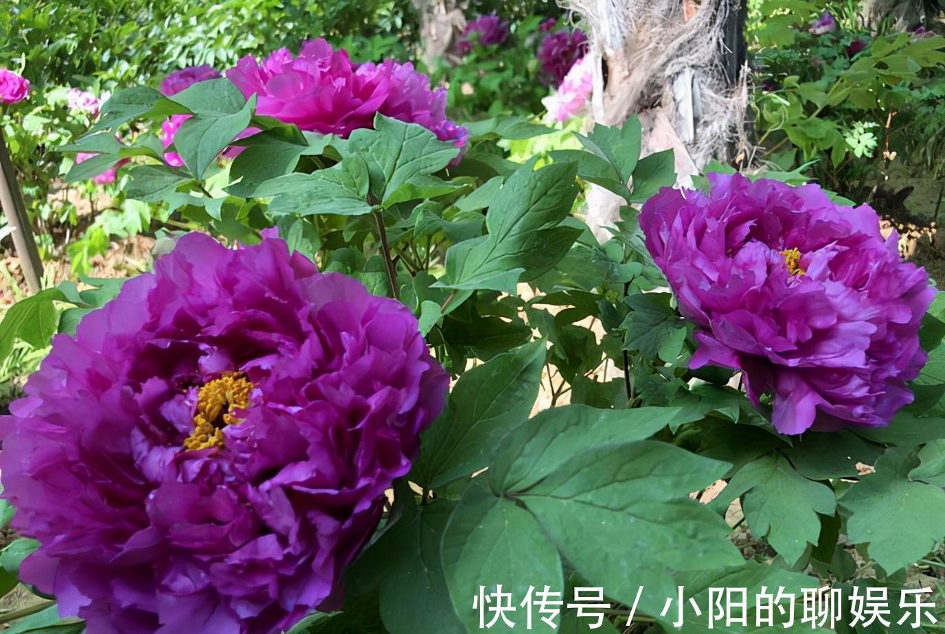 “寿命长”的11种花,好养寓意好,越养越值钱