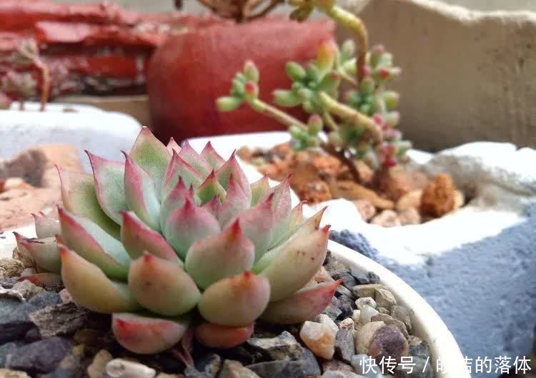 如莲似花,美好心情由你而始!