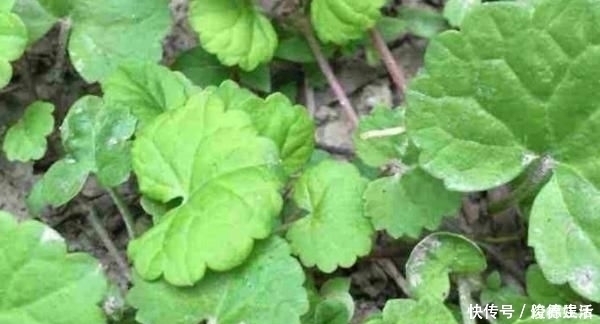 韩信草|农村这种野草,农民用它泡水喝,活血化瘀,老人腰也不痛了