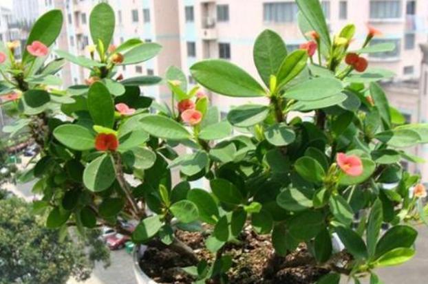 在家盆栽4款多肉要小心，它们对健康有害，需早点丢出去