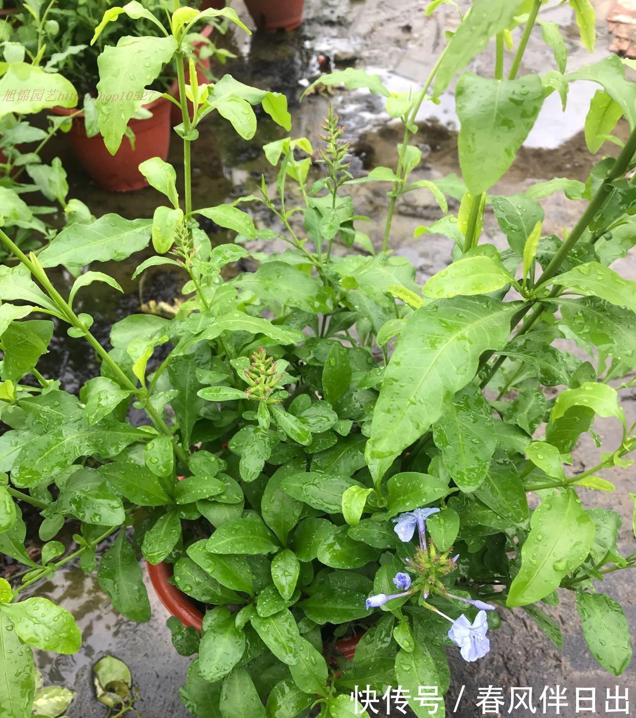 残花|夏天的蓝雪花,做好3件小事,开花多十倍,清新美丽