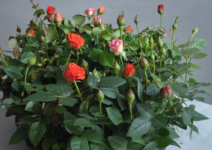 君子兰长寿花月季不开花,原因都在这里,快瞧瞧你做对了吗