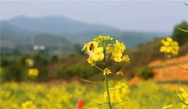 花开好了！来高明，等你～