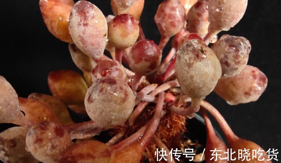 多肉植物什么环境适合养,什么人适合养,来看看您属于那一类